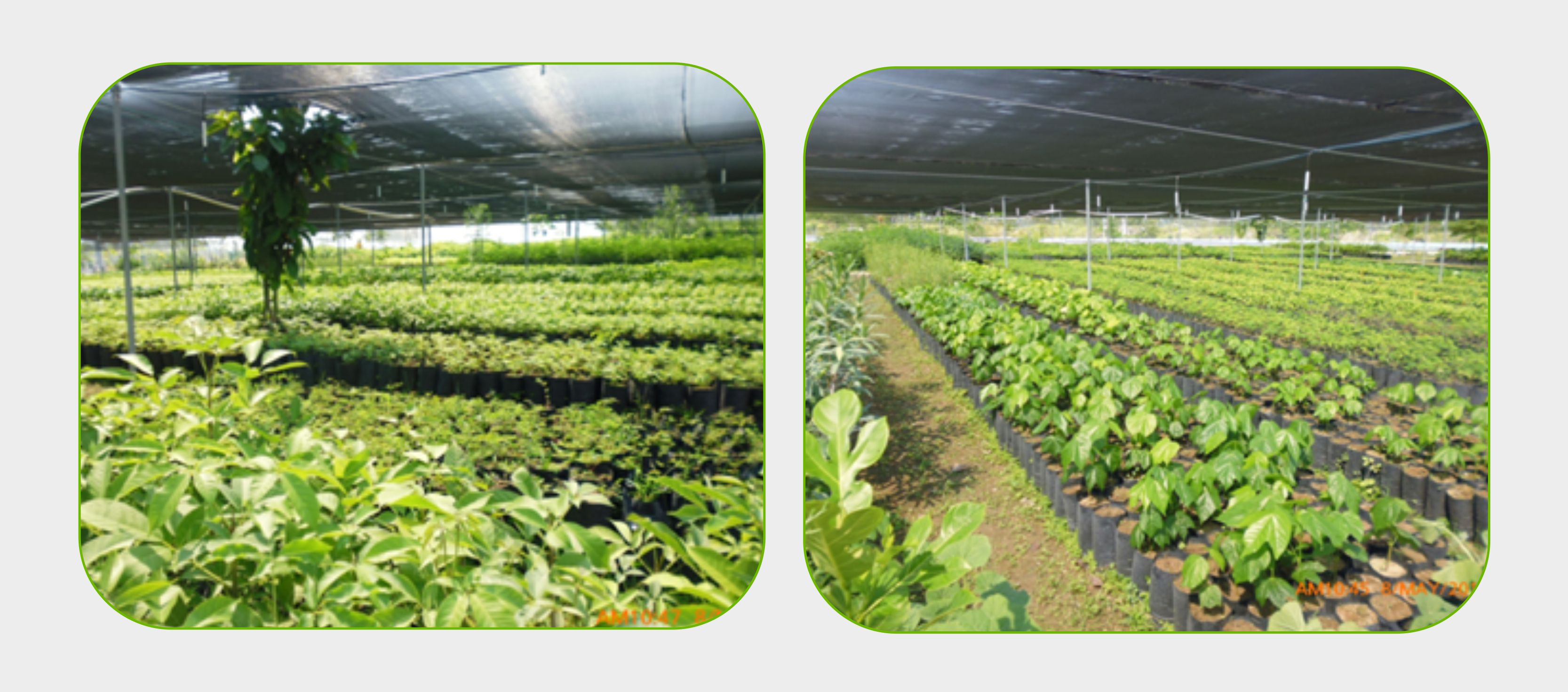 Vivero 2025